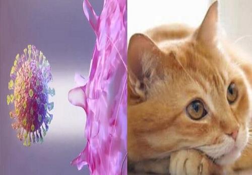 كروناویروس از راه گربه قابل انتقال است