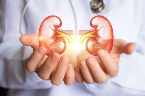پیوند موفیقت آمیز کلیه رشدیافته در بدن خوک به بدن انسان