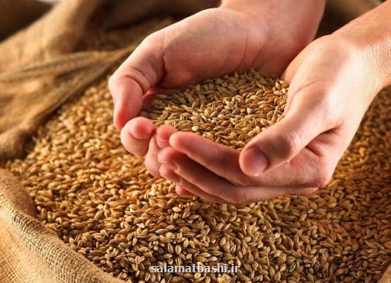 پاسخ وزارت بهداشت به اخباری درباره آلودگی گندم های وارداتی
