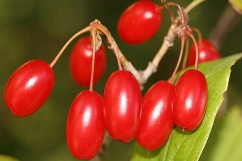 ارتباط مصرف زغال اخته با بهبود بیماری های مغز و اعصاب