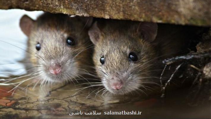 شیوع تب شالیزار در پایتخت بوسنی و هرزگوین