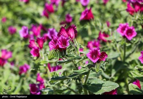 مصرف این گل سبب کاستن استرس و اضطراب می شود