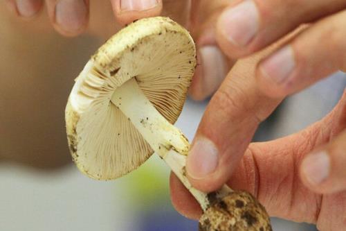 مصرف این قارچ ها جانتان را تهدید می کند!