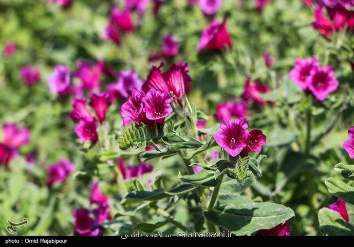 مصرف این گل سبب کاستن استرس و اضطراب می شود
