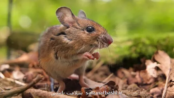 هانتاویروس دنیای جدید مرگبارتر است