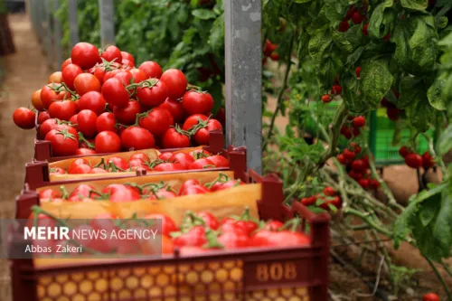 گوجه فرنگی پخته شده خطر سرطان پروستات را می کاهد